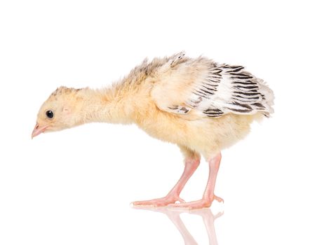 Cute little newborn chicken turkey, isolated on white background. One young nice big bird.