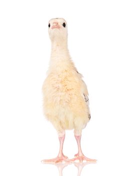 Cute little newborn chicken turkey, isolated on white background. One young nice big bird.