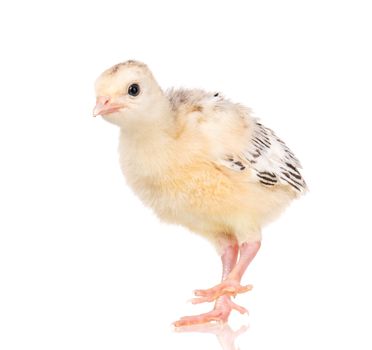 Cute little newborn chicken turkey, isolated on white background. One young nice big bird.