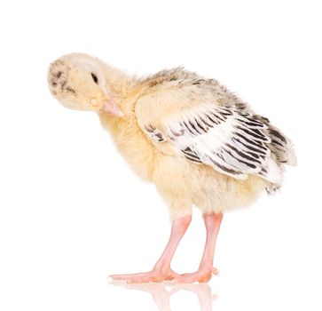 Cute little newborn chicken turkey, isolated on white background. One young nice big bird.