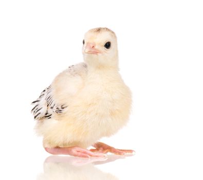 Cute little newborn chicken turkey, isolated on white background. One young nice big bird.