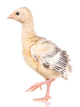 Cute little newborn chicken turkey, isolated on white background. One young nice big bird.