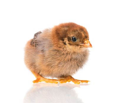 Cute little newborn chicken, isolated on white background. Newly hatched chick on a chicken farm.