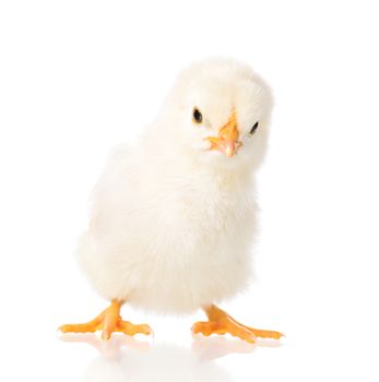 Cute little newborn chicken, isolated on white background. Newly hatched chick on a chicken farm.