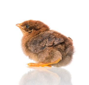 Cute little newborn chicken, isolated on white background. Newly hatched chick on a chicken farm.