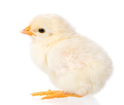 Cute little newborn chicken, isolated on white background. Newly hatched chick on a chicken farm.