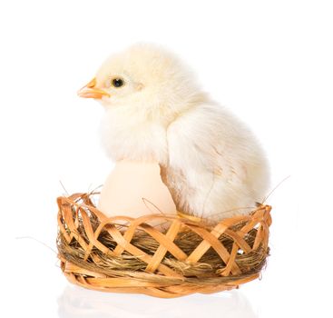 Cute little newborn chicken standing in nest, isolated on white background. Newly hatched chick on a chicken farm.