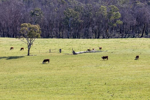 Cows grazing in a green field in The Blue Mountains in New South Wales in Australia