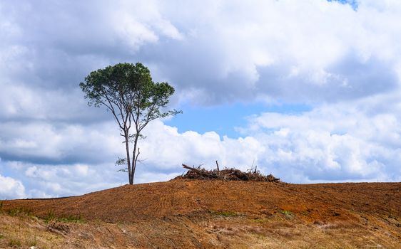 Lone Tree on a Bare Hill at a Construction Site