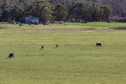 Cows grazing in a green field in The Blue Mountains in New South Wales in Australia