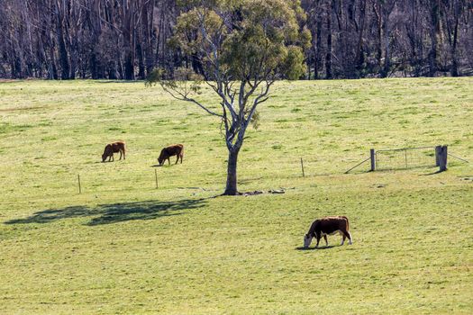 Cows grazing in a green field in The Blue Mountains in New South Wales in Australia