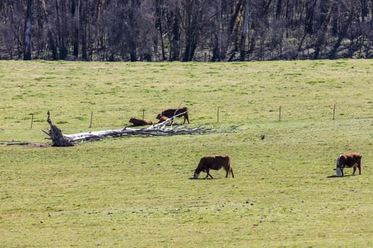 Cows grazing in a green field in The Blue Mountains in New South Wales in Australia