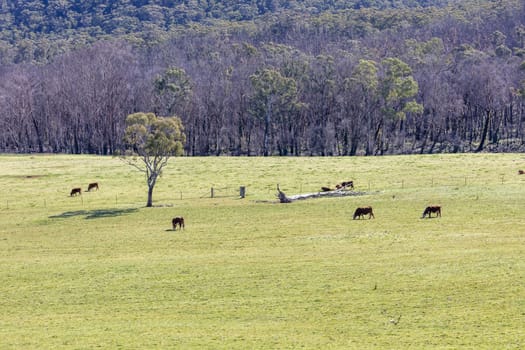 Cows grazing in a green field in The Blue Mountains in New South Wales in Australia