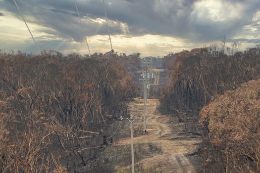 Electrical transmission lines amongst severely burnt Eucalyptus trees after a bushfire in The Blue Mountains