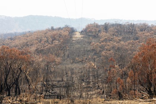 Electrical transmission lines amongst severely burnt Eucalyptus trees after a bushfire in The Blue Mountains