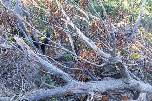 Fallen trees cut by chainsaws in The Blue Mountains in New South Wales in Australia