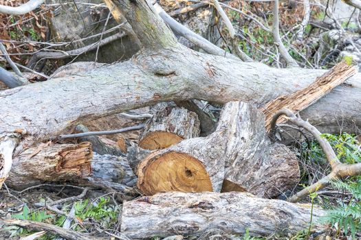 Fallen trees cut by chainsaws in The Blue Mountains in New South Wales in Australia