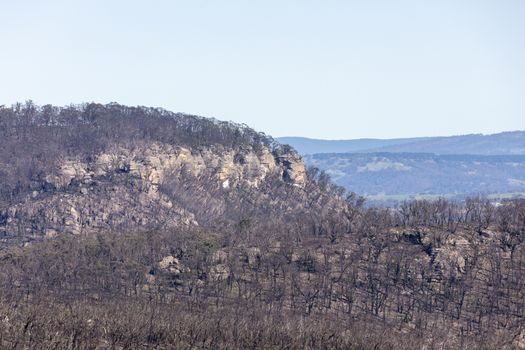 Forest regeneration after bushfires in The Blue Mountains in New South Wales in Australia