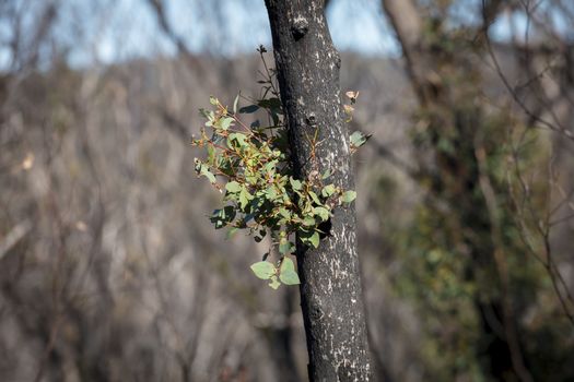 Forest regeneration after bushfires in The Blue Mountains in New South Wales in Australia