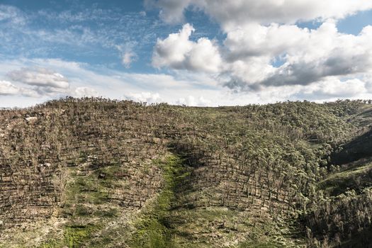 Forest regeneration after the bushfires in The Blue Mountains in Australia