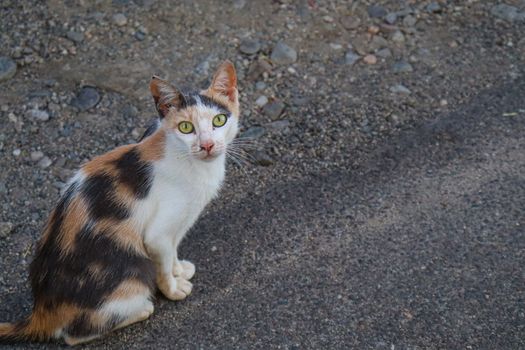 street black and brown white stray cat on the asphalt