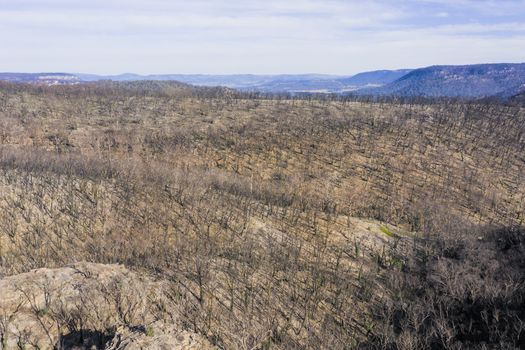 Forest regeneration in The Blue Mountains after the severe bushfires