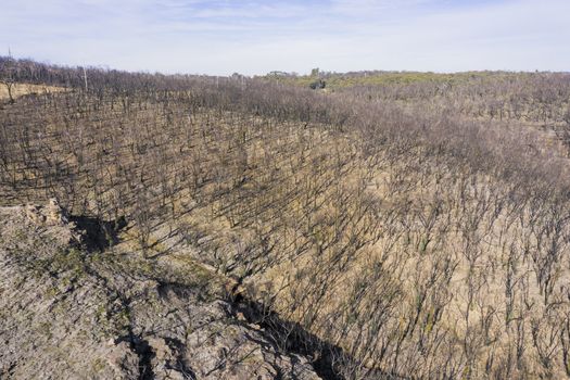 Forest regeneration in The Blue Mountains after the severe bushfires