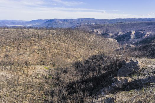 Forest regeneration in The Blue Mountains after the severe bushfires