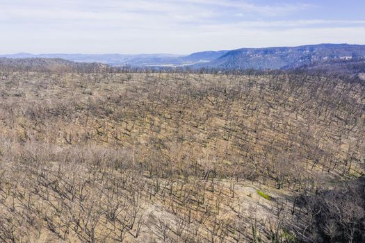 Forest regeneration in The Blue Mountains after the severe bushfires