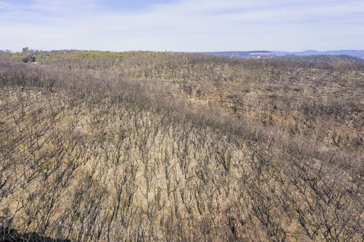 Forest regeneration in The Blue Mountains after the severe bushfires