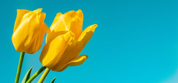 Yellow tulips on a blue background. Waiting for spring, three tulips, Happy Easter card with a copy of space.