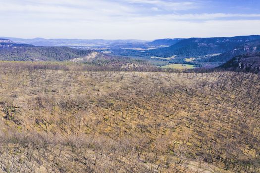 Forest regeneration in The Blue Mountains after the severe bushfires