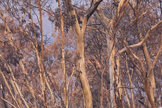Gum trees affected by bushfire in The Blue Mountains in Australia