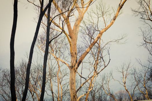 Gum trees affected by bushfire in The Blue Mountains in Australia