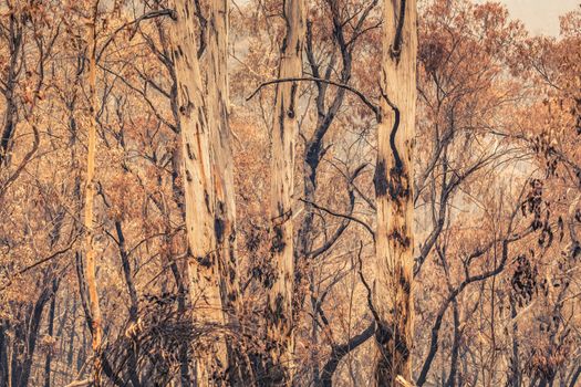 Gum trees affected by bushfire in The Blue Mountains in Australia