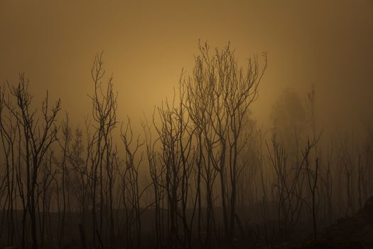 Gum trees in thick fog affected by bushfire in The Blue Mountains in Australia