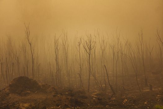 Gum trees in thick fog affected by bushfire in The Blue Mountains in Australia