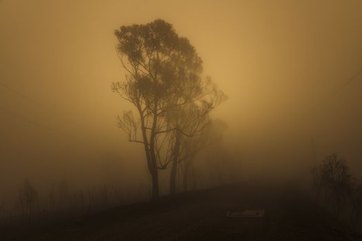 Gum trees in thick fog affected by bushfire in The Blue Mountains in Australia