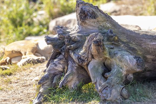 The root system of a large tree that has fallen over