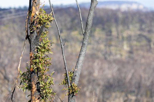 Tree regeneration in The Blue Mountains after the severe bushfires