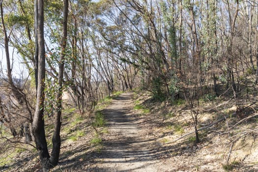 The walking track at Evans Lookout near Blackheath in The Blue Mountains in Australia