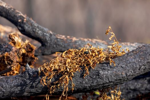 Tree regeneration in The Blue Mountains after the severe bushfires