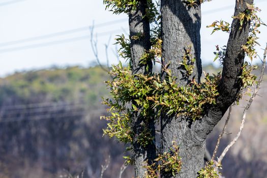 Tree regeneration in The Blue Mountains after the severe bushfires