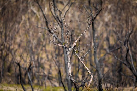 Tree regeneration in The Blue Mountains after the severe bushfires