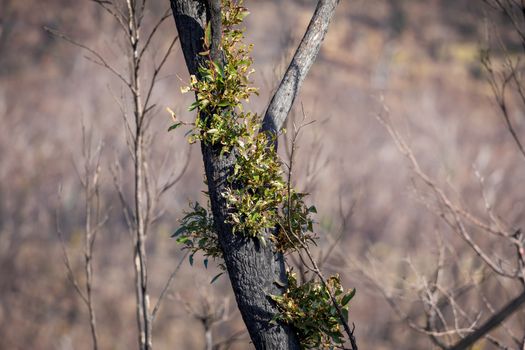 Tree regeneration in The Blue Mountains after the severe bushfires