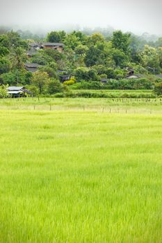 Rural villages of Thailand in the Asian zone and rice fields among the mountains and thick fog in the morning during the rainy season. The concept of people living with nature in perfect harmony.