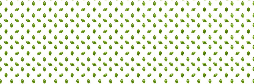 Basil banner. Green leaves of fresh italian basil background on whte backdrop. Basil leaves isolated on white background. Modern background. not pattern