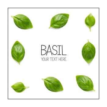 Creative layout with Italian fresh basil leaves. Bunch and single basil leaf composition on white background with sample text. modern basil flat lay template. Healthy eating and dieting food concept