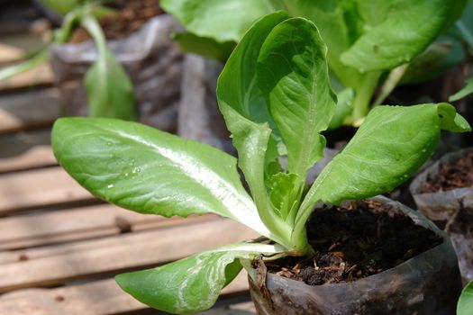 close up image of fresh green pak choy / bok choy planted in the garden using polybags and ready to be harvested as food ingredients
