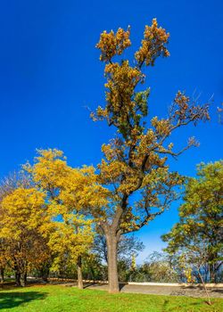 Odessa, Ukraine 11.05.2019.  Alleys and trees in Shevchenko Park in Odessa, Ukraine, on a sunny autumn day